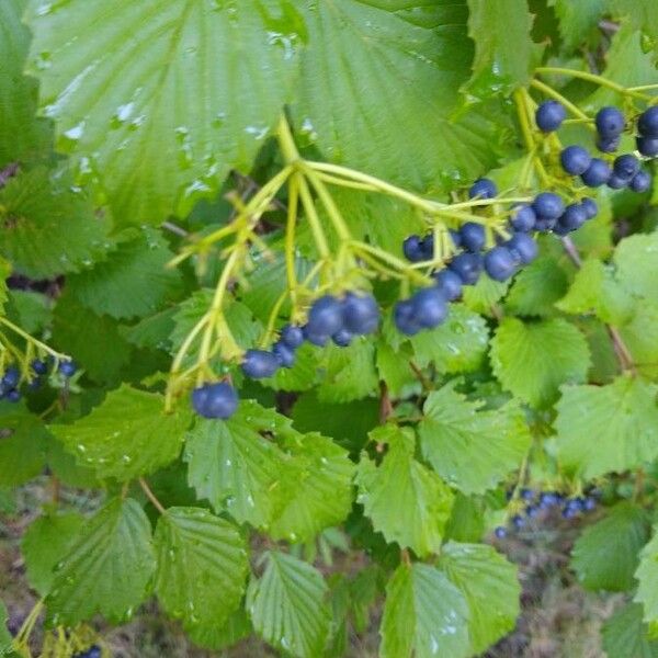 Viburnum dentatum 果實