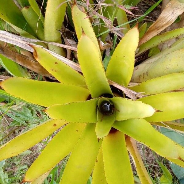 Aechmea distichantha Leaf