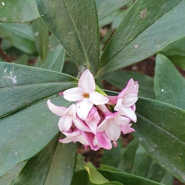 Daphne odora Blomma