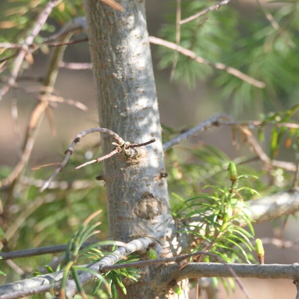 Pseudotsuga sinensis Kéreg