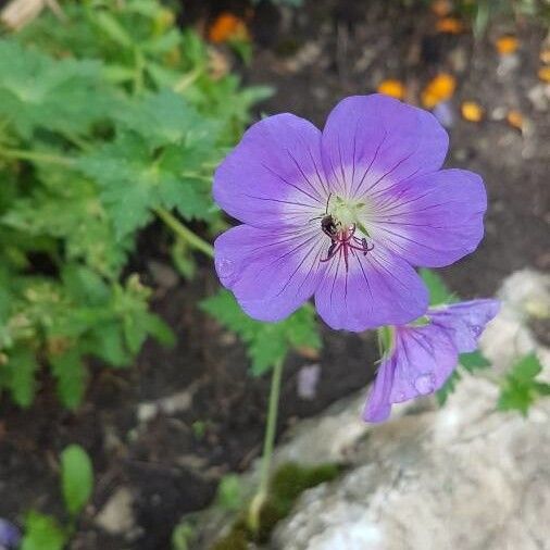 Geranium sylvaticum Flower