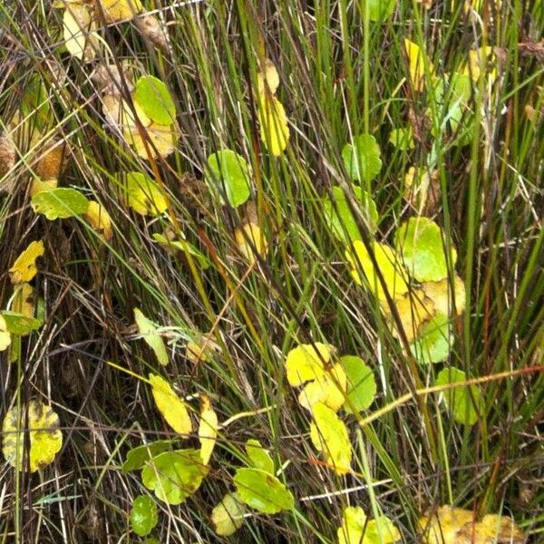 Hydrocotyle vulgaris Leaf