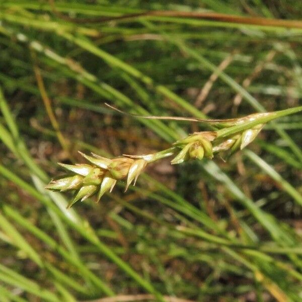 Carex remota Blüte