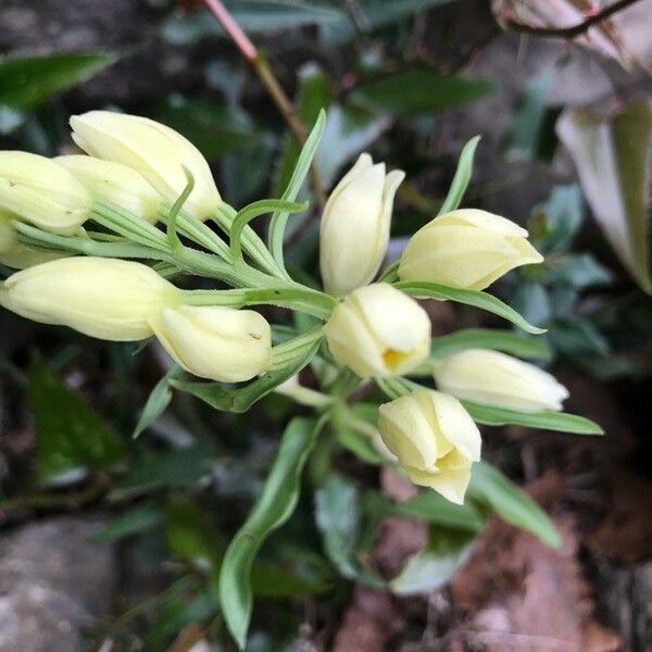 Cephalanthera damasonium Квітка