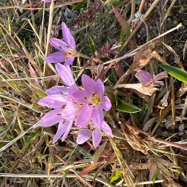 Colchicum cupanii Žiedas