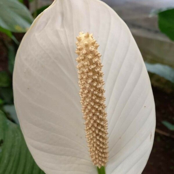 Spathiphyllum wallisii Kukka