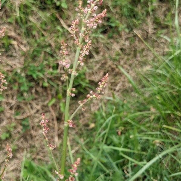 Rumex acetosella Flower