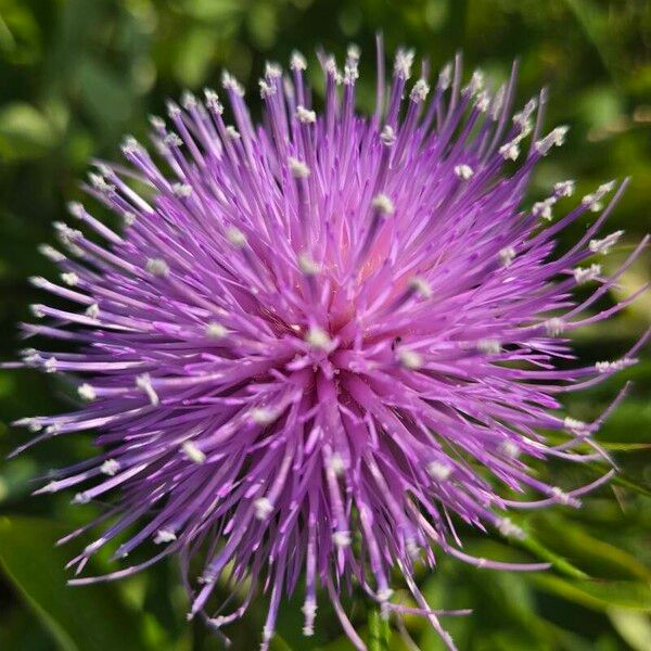 Cirsium altissimum Цвят