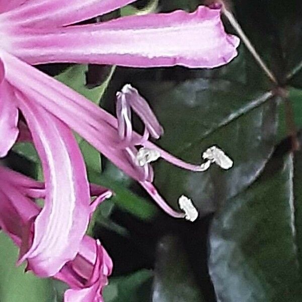 Nerine bowdenii Kukka