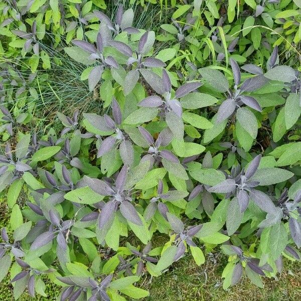 Salvia officinalis Blatt