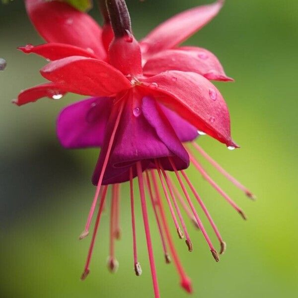 Fuchsia × standishii Blomma