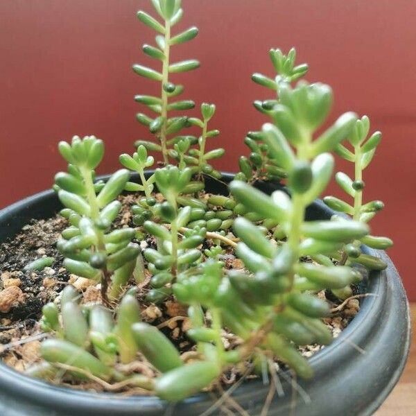 Sedum × rubrotinctum 葉