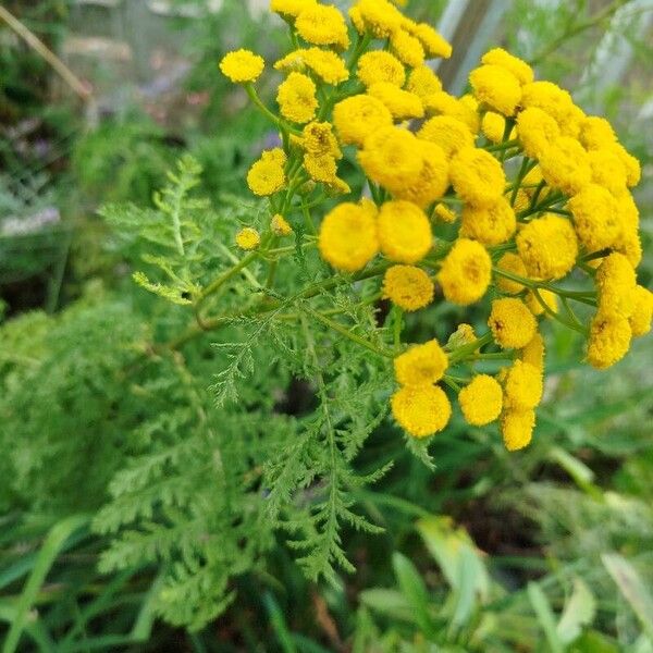 Tanacetum bipinnatum Liść