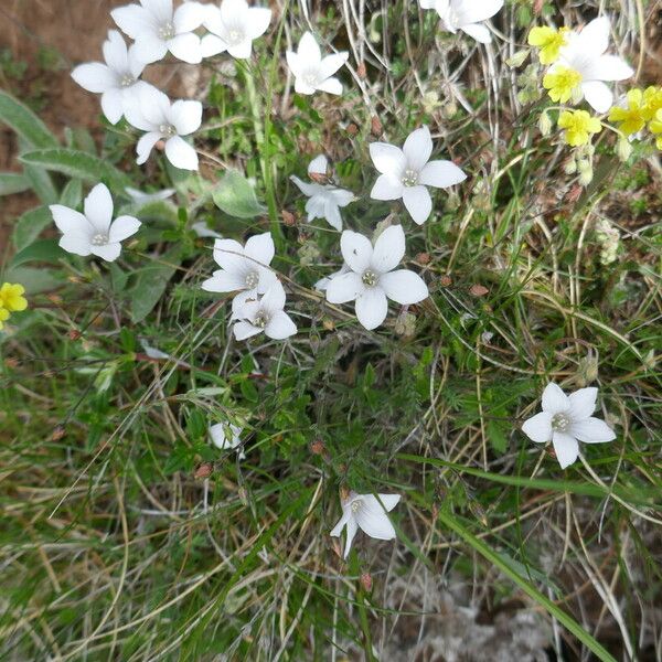 Linum suffruticosum Kwiat