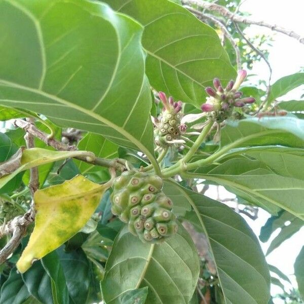 Morinda citrifolia Frucht