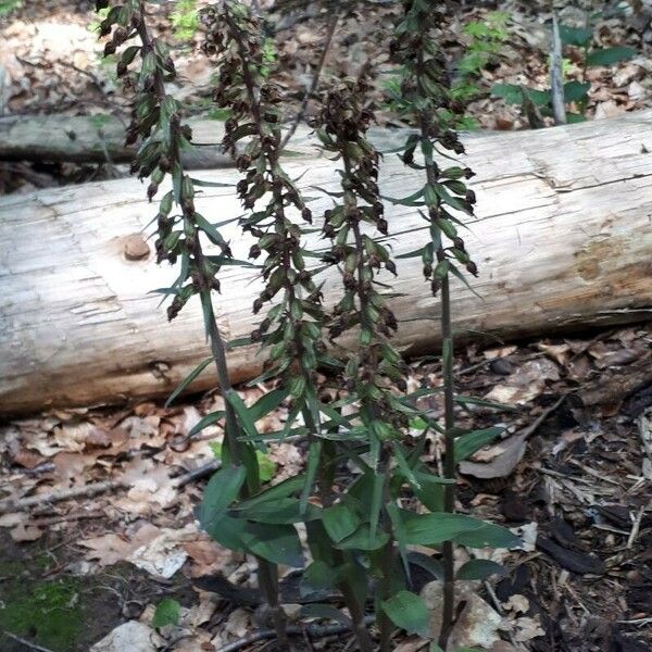 Epipactis purpurata 花