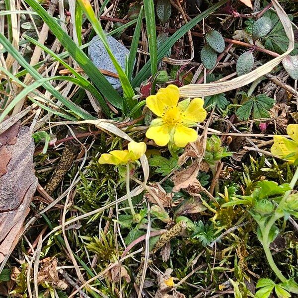 Potentilla verna Çiçek