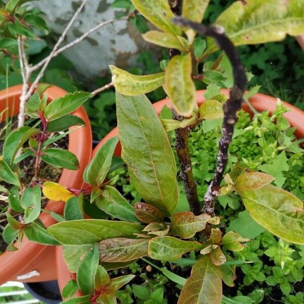 Maytenus ilicifolia Blad