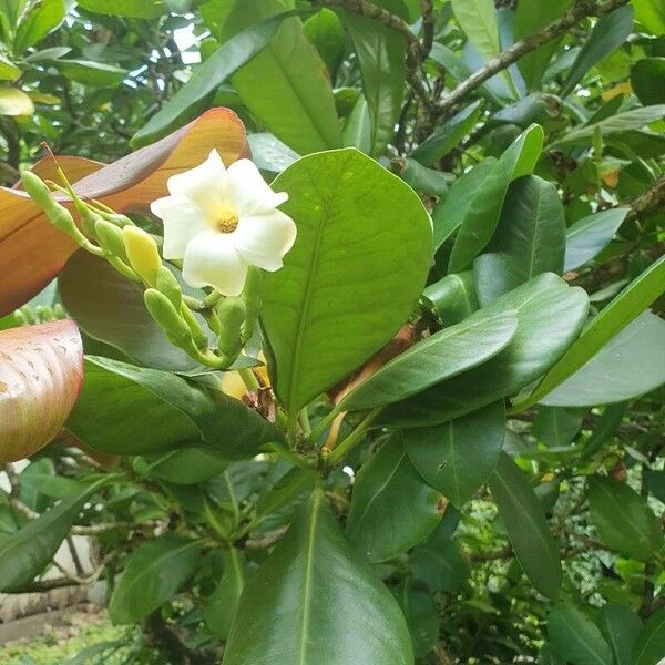 Fagraea berteroana फूल