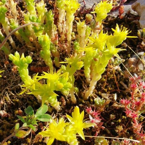 Sedum acre 整株植物