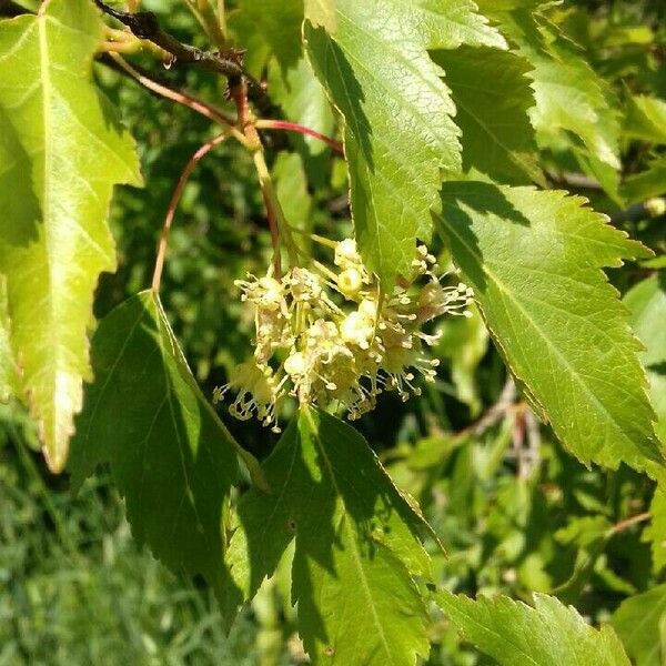 Acer tataricum Flower