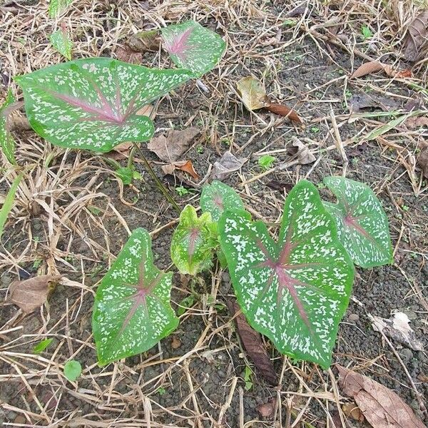 Caladium bicolor Hàbitat