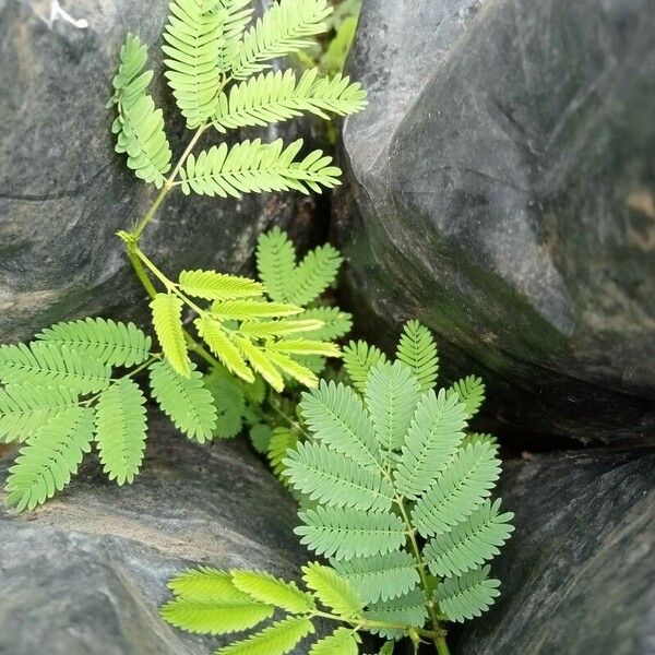 Desmanthus virgatus Leaf