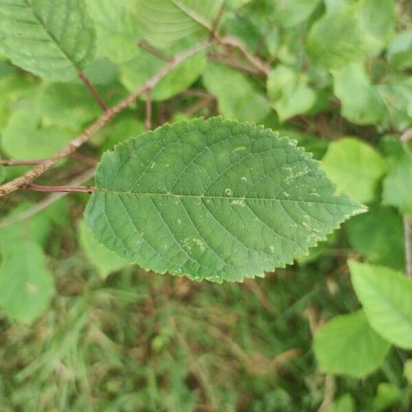 Prunus virginiana 葉