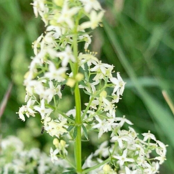 Galium album Bloem