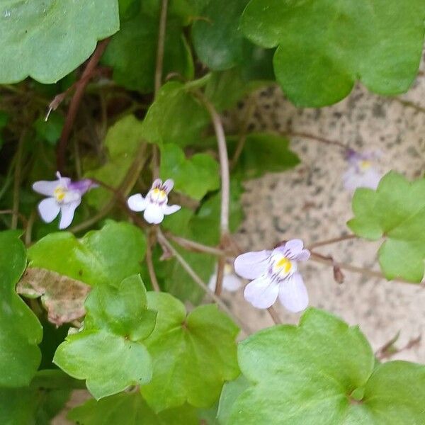 Cymbalaria muralis Кветка