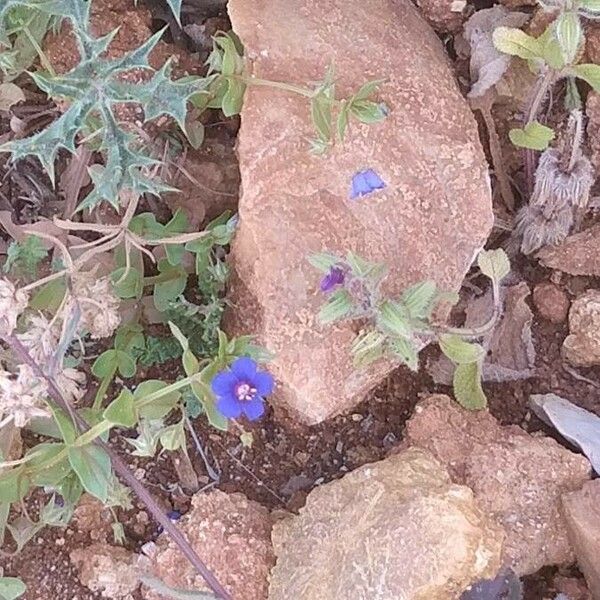 Anagallis arvensis Flor