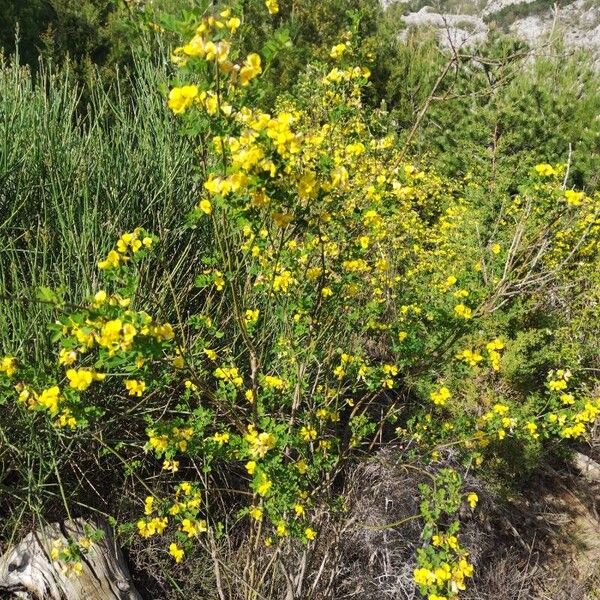 Hippocrepis emerus Habit