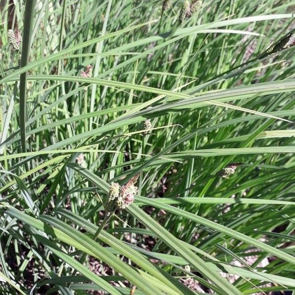 Carex paniculata Blad