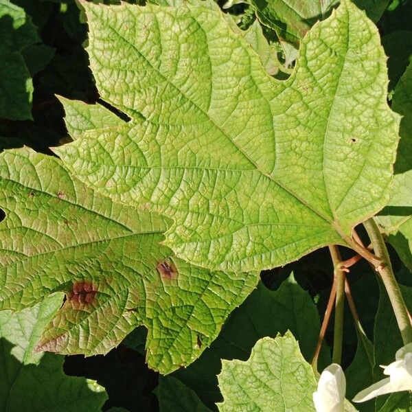 Hydrangea quercifolia Leaf