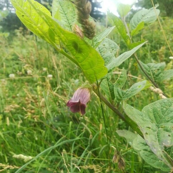 Atropa belladonna Квітка