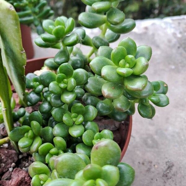 Sedum oreganum ഇല