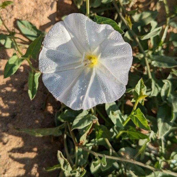 Convolvulus arvensis 花