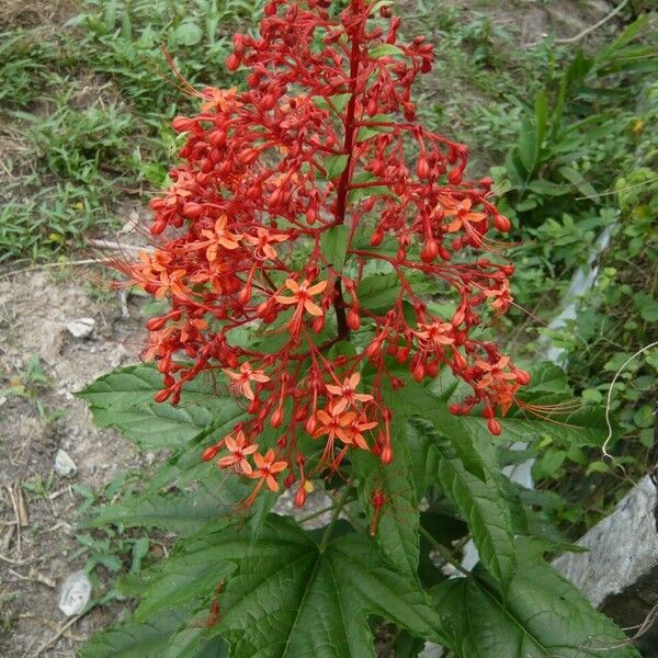 Clerodendrum paniculatum Drugo