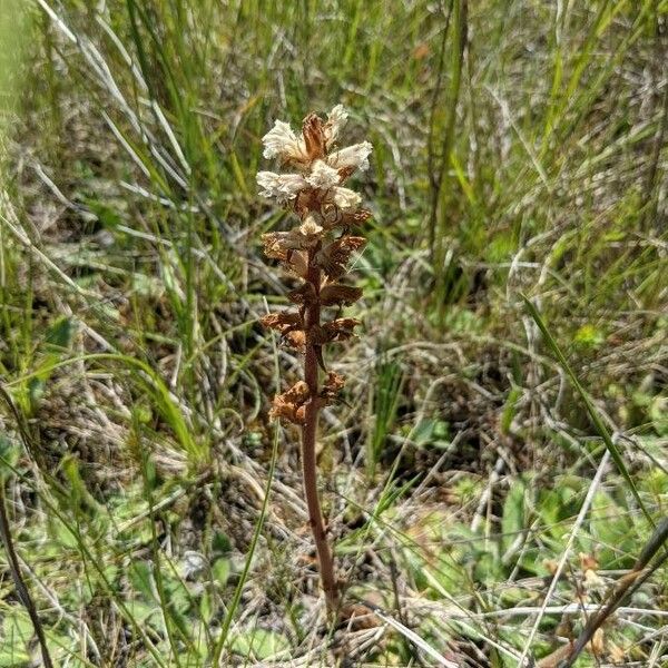 Orobanche picridis Flor