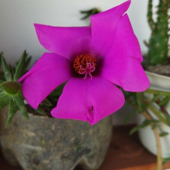 Portulaca pilosa Floare