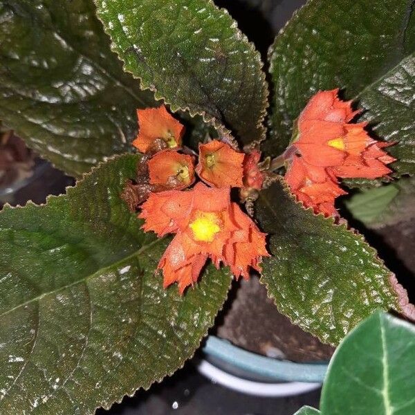 Chrysothemis pulchella Flower