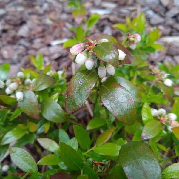 Vaccinium angustifolium Kvet