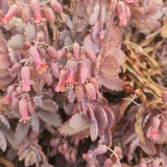 Kalanchoe fedtschenkoi Floro