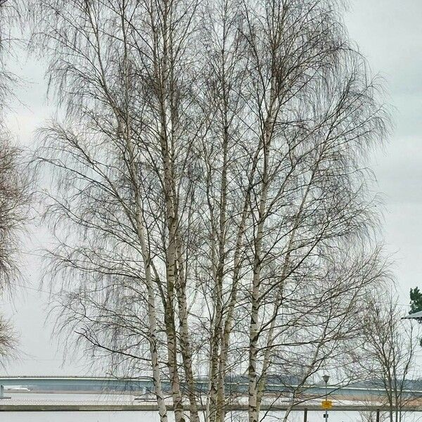 Betula pendula Hábito