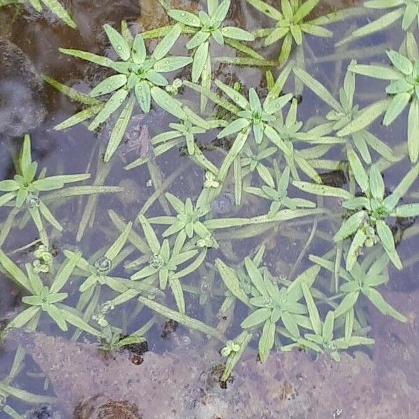 Callitriche palustris Φύλλο