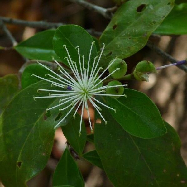 Maerua angolensis फूल