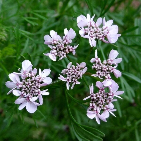 Coriandrum sativum Çiçek