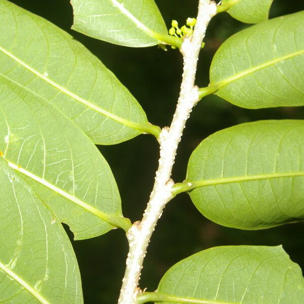 Margaritaria nobilis Leaf