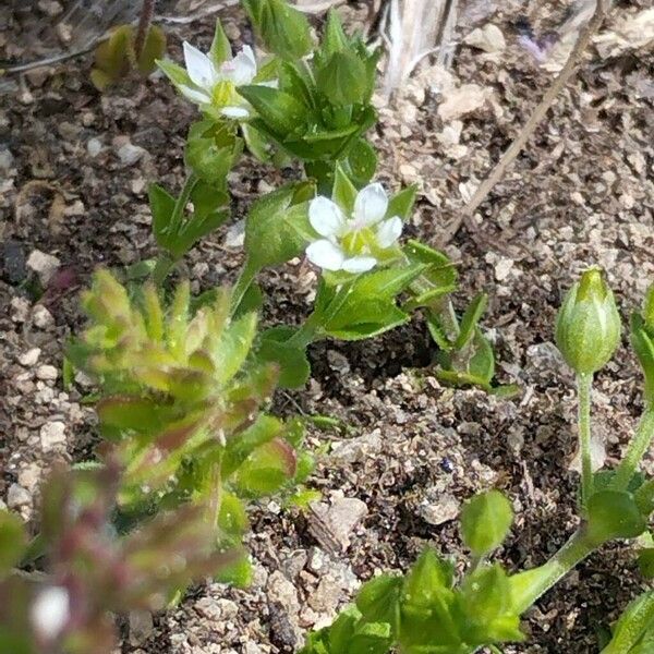 Arenaria serpyllifolia 花