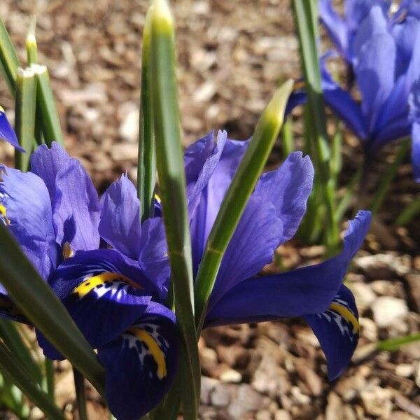 Iris reticulata 花